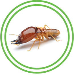 Termite Exterminator Austin Texas Brockstar Pest Control