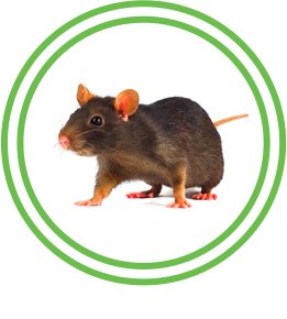 Rat and Mice Exterminator Austin Brockstar Pest Control Services