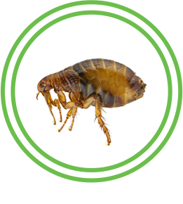 Flea Exterminator Austin Brockstar Pest Control Services
