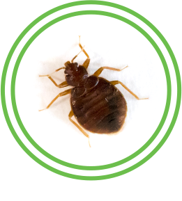 Tick Exterminator Austin Brockstar Pest Control Services