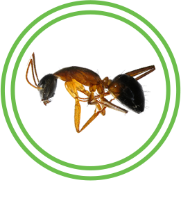 Austin Pest Control | Ant Exterminator