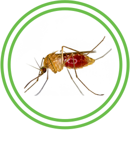 Tick Exterminator Austin Pest Control