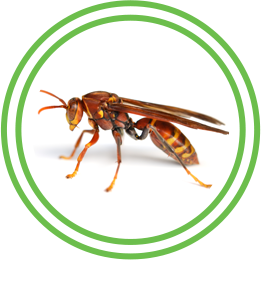 Wasp Exterminator Austin Texas