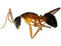 Austin Pest Control Fire Ant Exterminator 