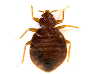 Austin Pest Control Tick Exterminator 