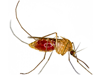 Austin Pest Control Mosquito Exterminator