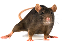 Austin Pest Control Rat Exterminator 