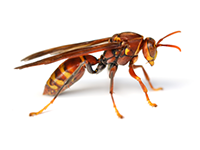 Austin Pest Control Wasp Exterminator 