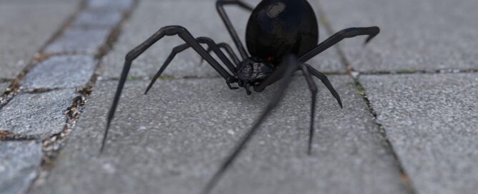 spiders in south texas brockstar pest control experts