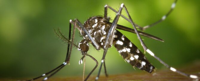 texas mosquitos | summertime pest control tips Austin Buda & Kyle Dripping Springs Round Rock Pest Control Experts