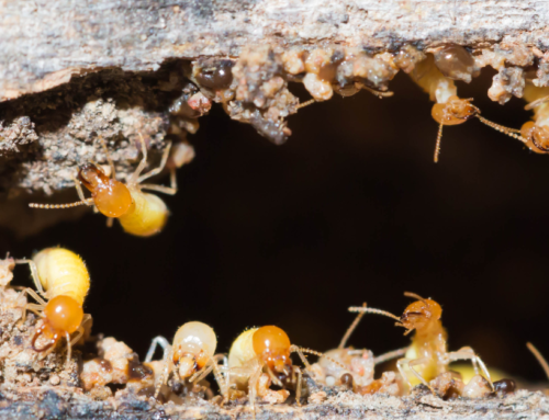 What You Need to Know About Termite Swarming Season