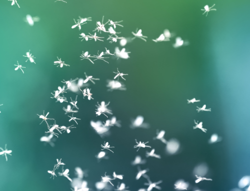 Influx of Gnats In Your Home? Reducing Small Fly Infestations