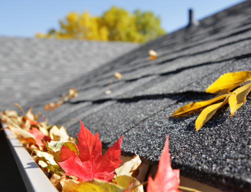 How to Prepare Your Home for Fall Pest Control in Austin/Dripping Springs Area