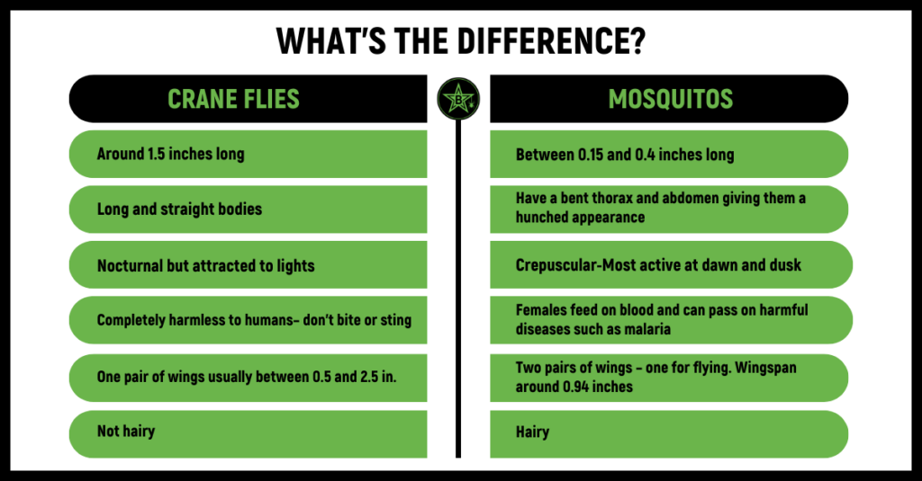 difference graphic between crane flys and mosquitos in austin texas pest control 