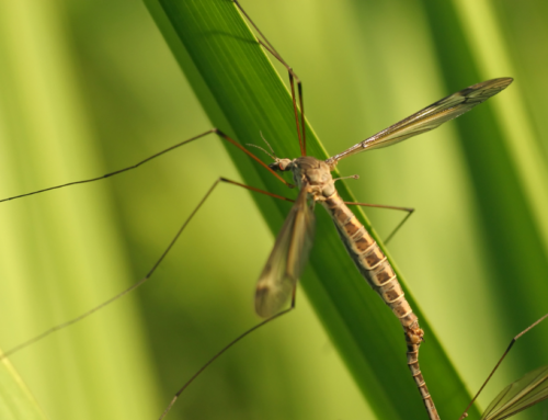 Crane Fly Control in Austin’s Changing Seasons